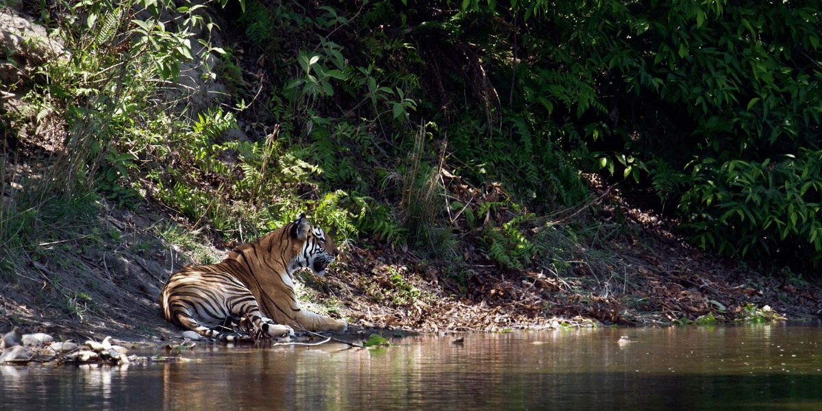 Tiger Sighting Image